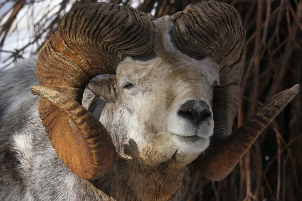 argali sheep 