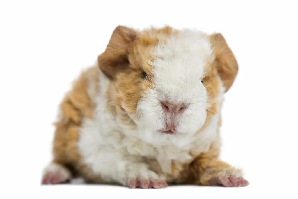 baby alapaca guinea pig