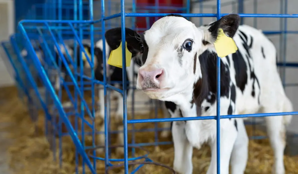baby cow