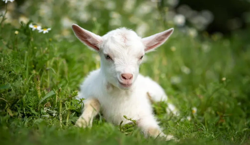 baby goat 