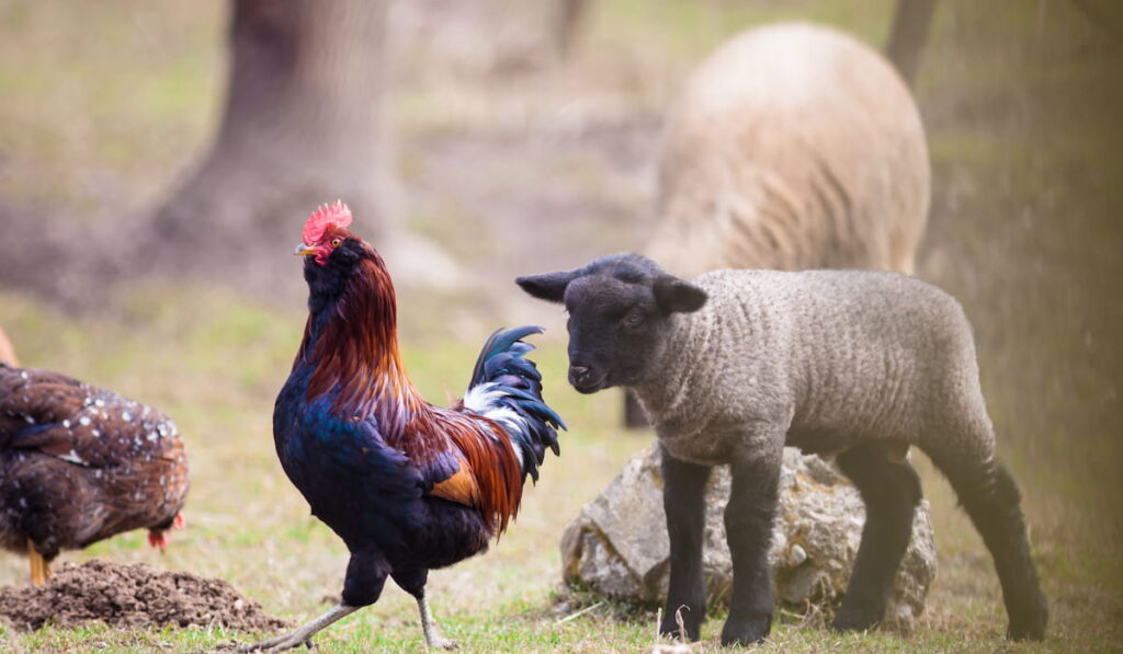 baby lamb chasing colorful cock on pasture