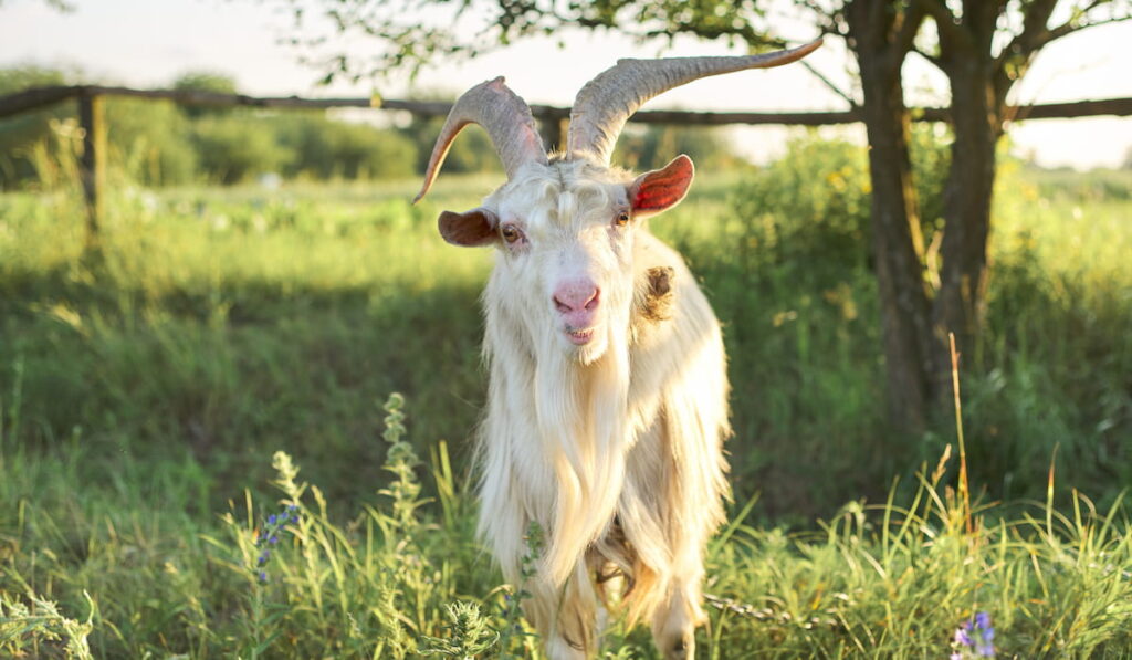 bearded white goat 