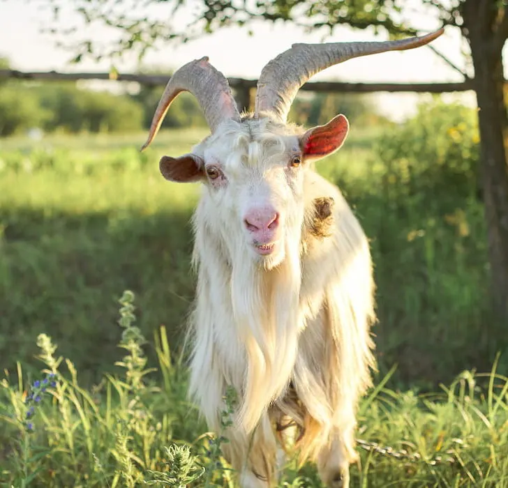 goat smiling