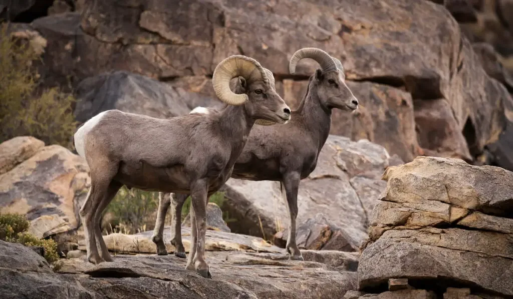 big horn sheep