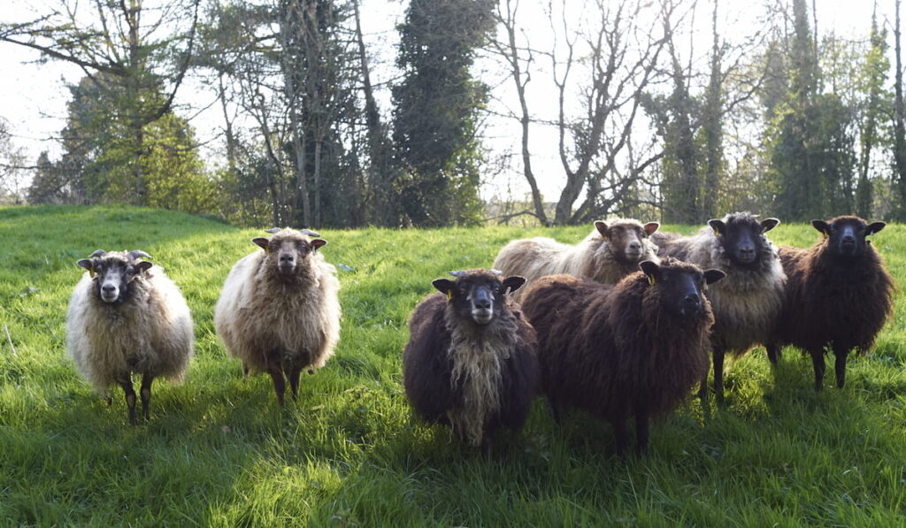 black welsh mountain sheeps in the forest 