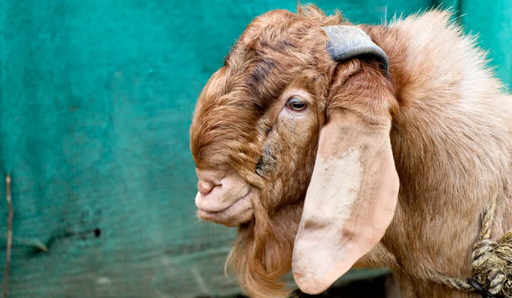 brown color Jamnapari male goat