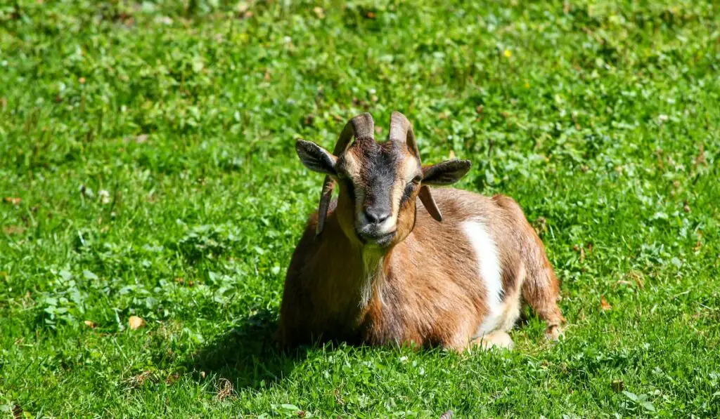 brown goat sitting in the meadow