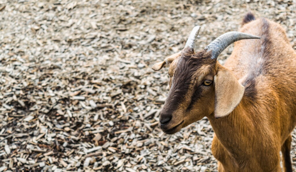 brown goat with black stripes and horns on a wood chip background