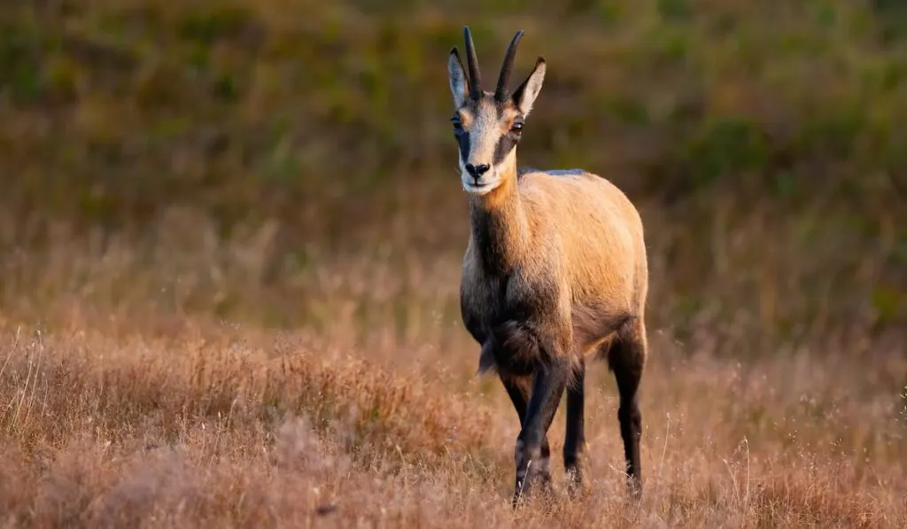 chamois colored goat