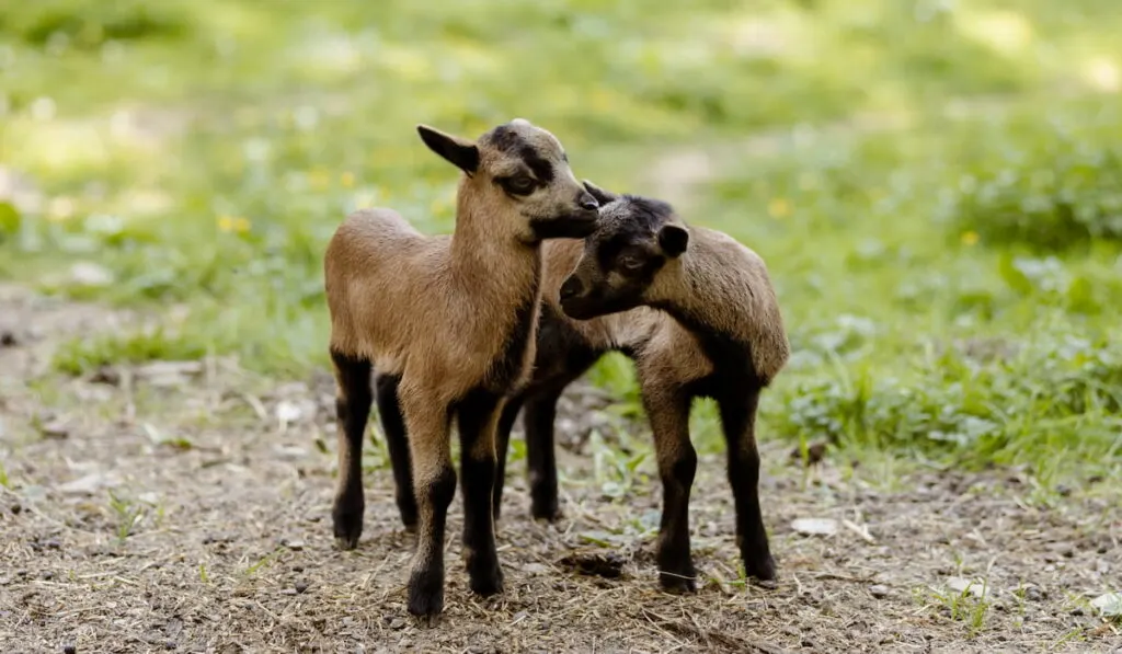 cute baby goats