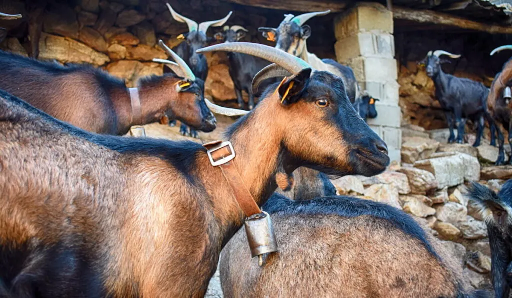 domestic goat verata
