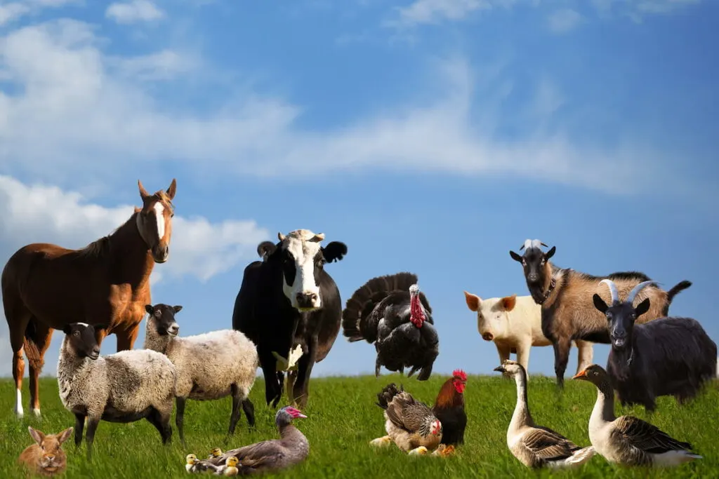 farm animals on the pasture