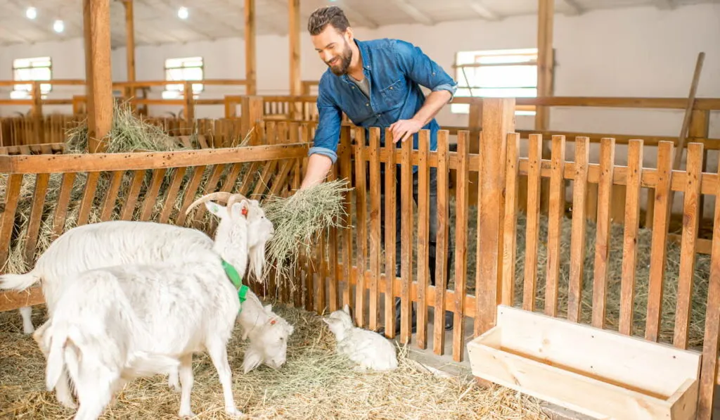 farmer feeding beautiful white goats with hay