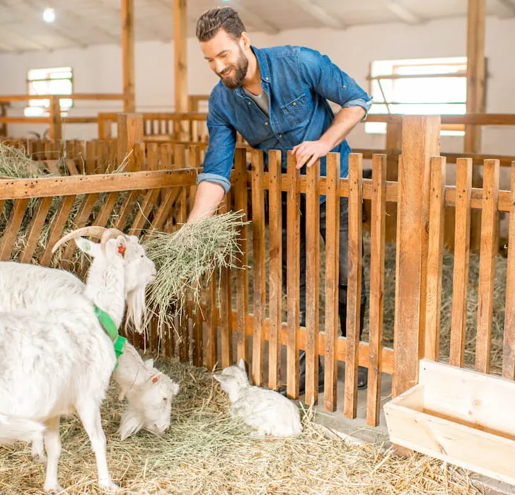 farmer feeding goat