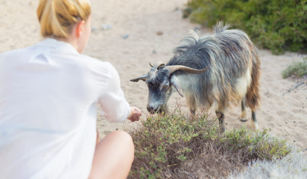 girl on the beach with a pet goat