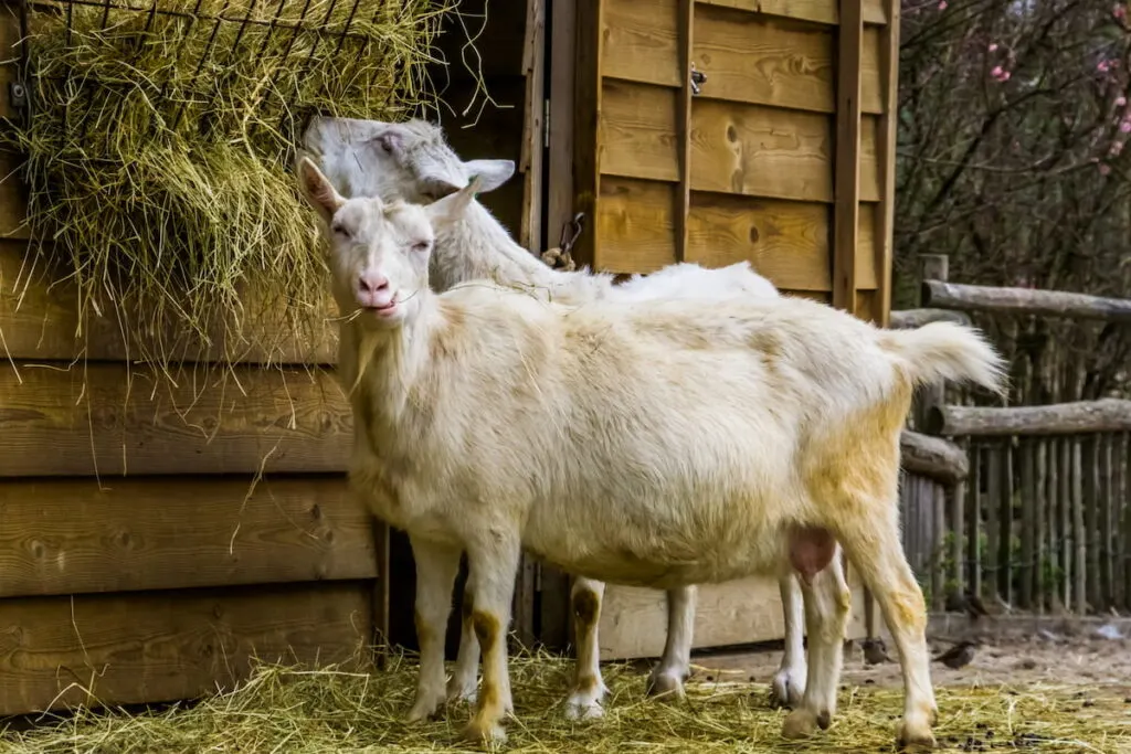 goat eating hay