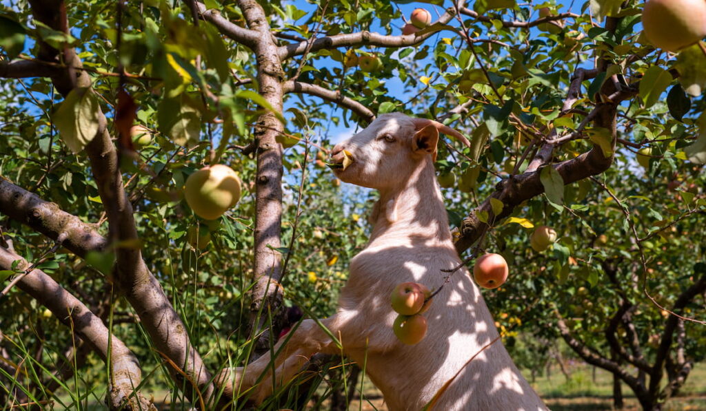 goat eats apple's leaves