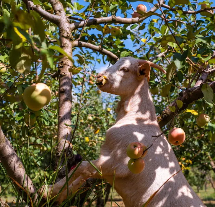 goat eating apple