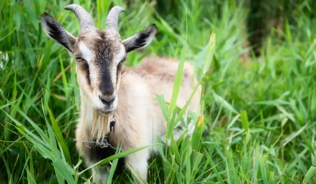 goat in the field