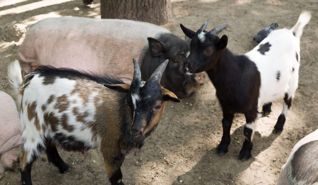 goat kids and a pig in the aviary