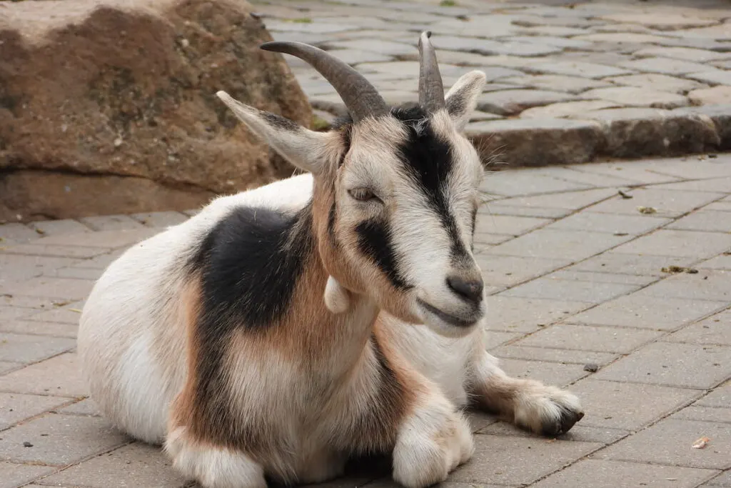 goat lying down on concrete