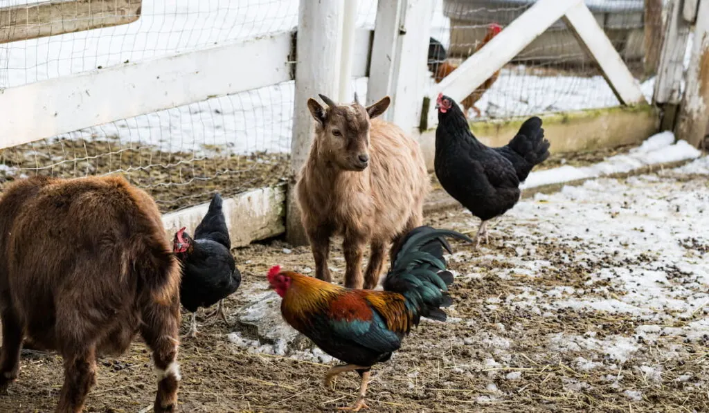 goat surrounded by chickens