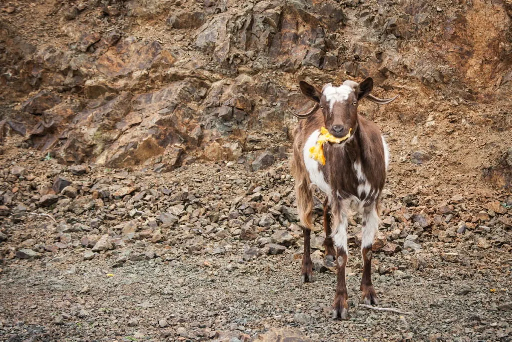 goats eating orange 