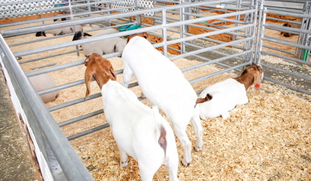 dairy goats enclosed inside metal pens