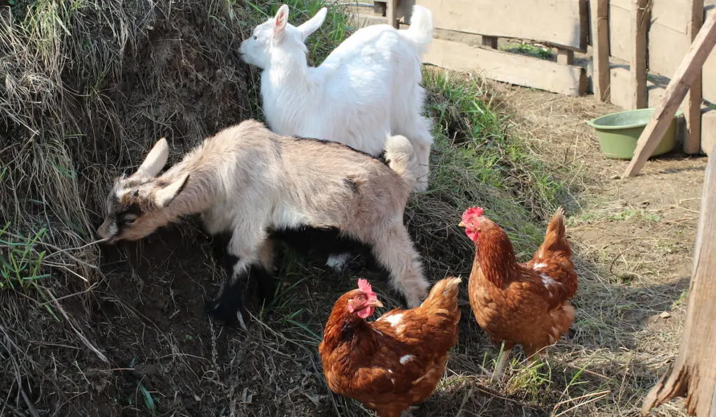 goats in the pen with chickens