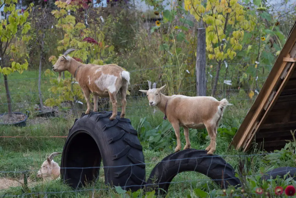 goats standing on tires