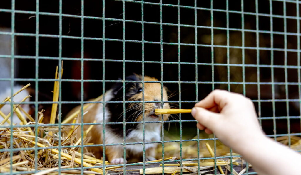 guinea pig in the cage