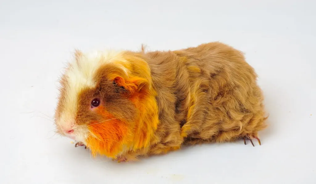 guinea pig merino 