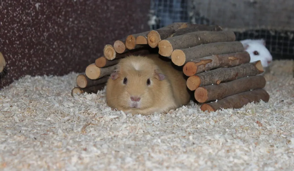 guinea pig sits in the pen