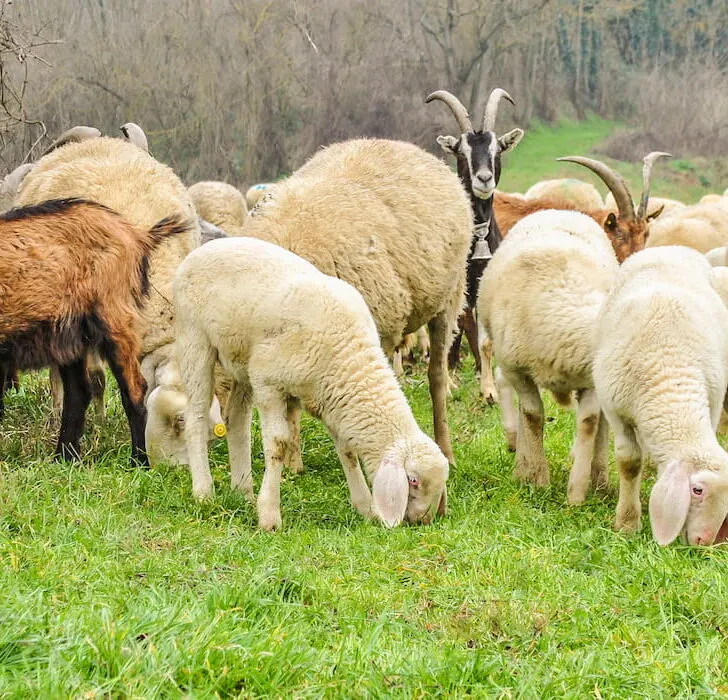 herd of sheep and goats