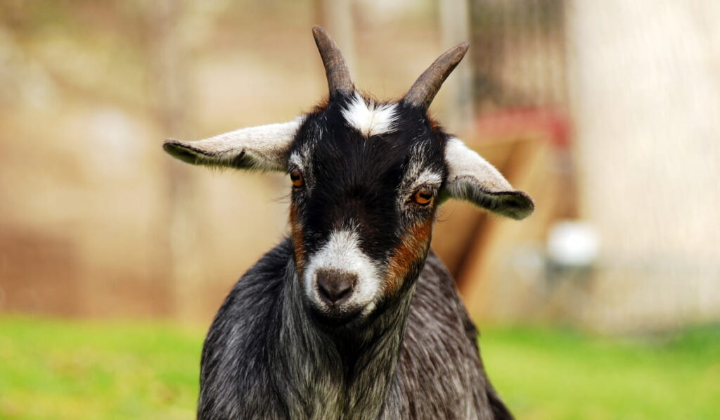 kinder goat