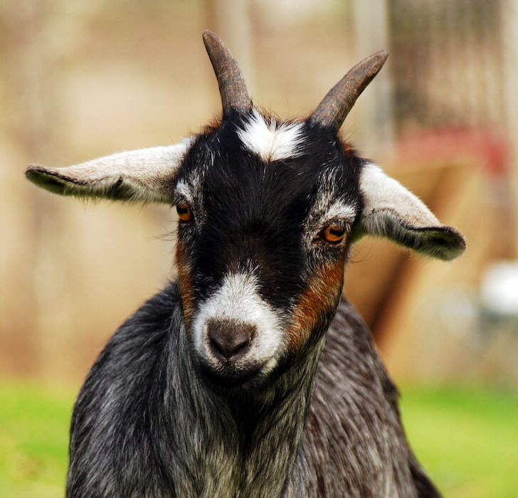 black breed goat