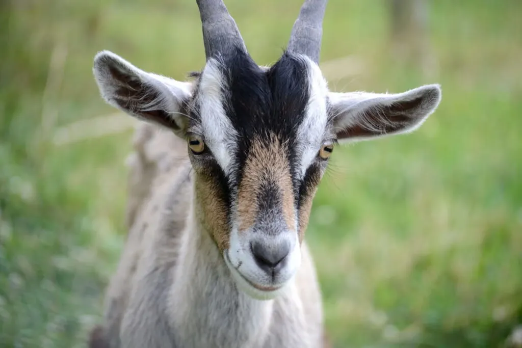 little baby goat smiling 