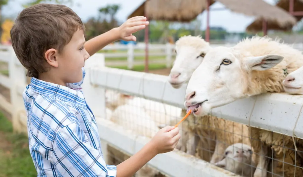 little boy feeding sheep in a farm