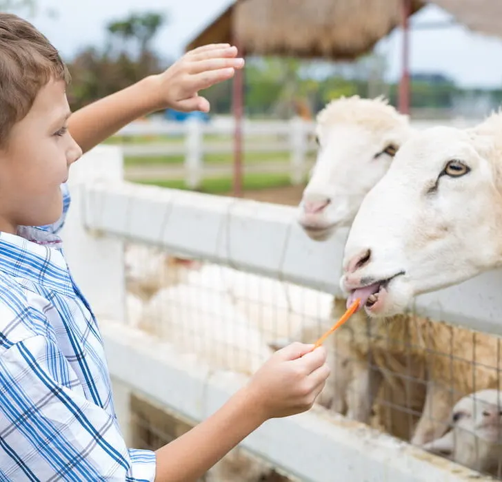 little boy feeding sheep in a farm