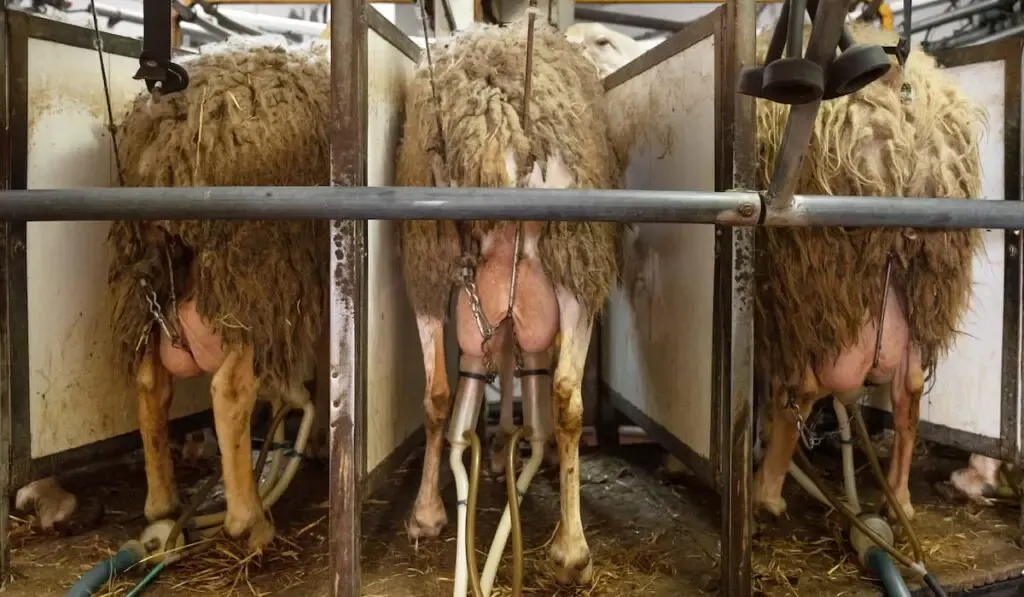 milking sheep at the dairy farm 