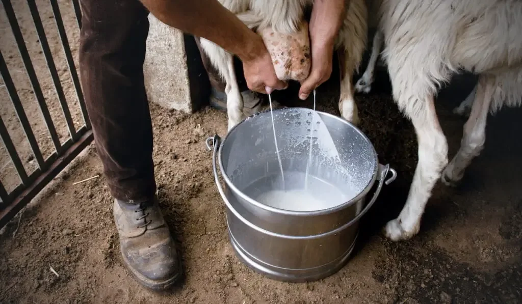 milking sheep by hands