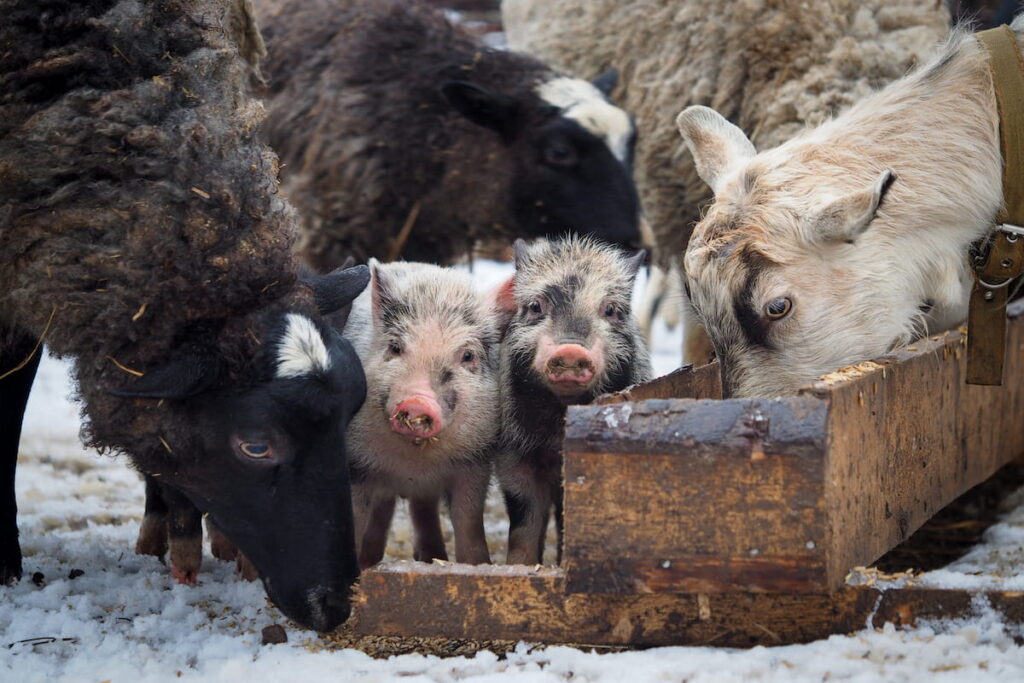 pigs among sheep and goats