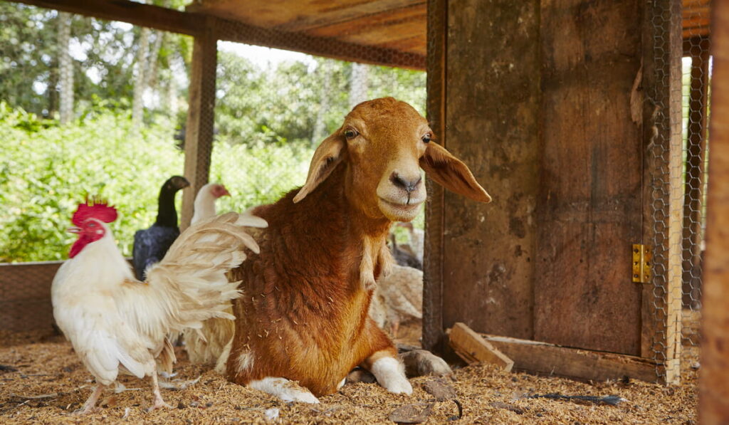  rooster and goat in the farm