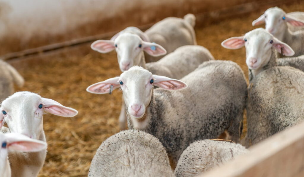 sheep breed Lacaune