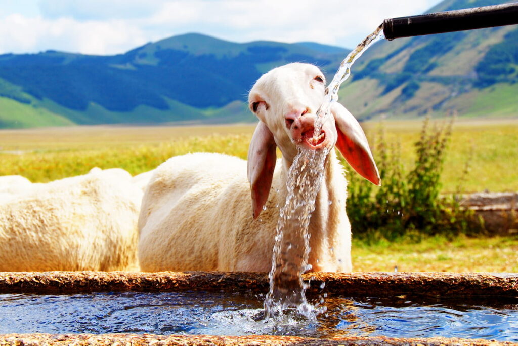 sheep drinking water