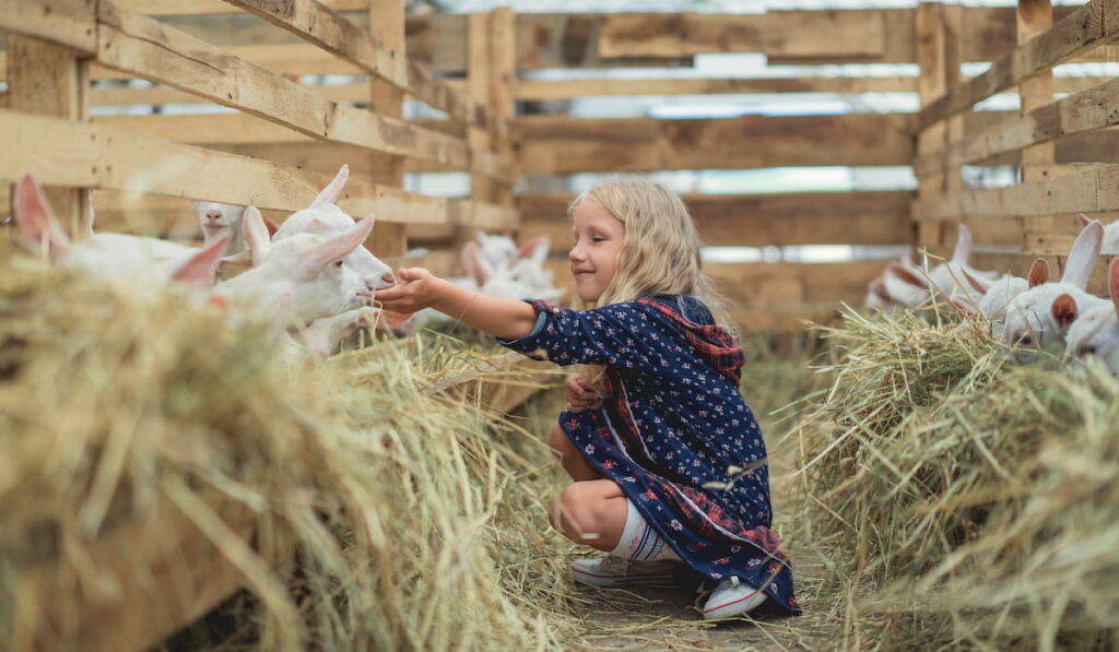 side view of smiling kid sitting on ground in barn and touching goats