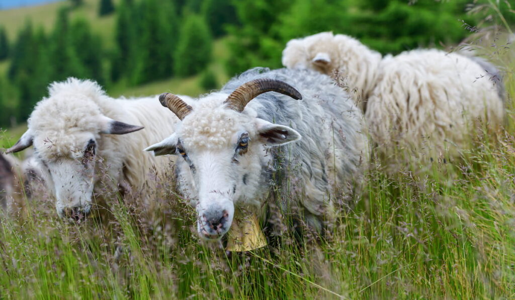 three sheeps 
