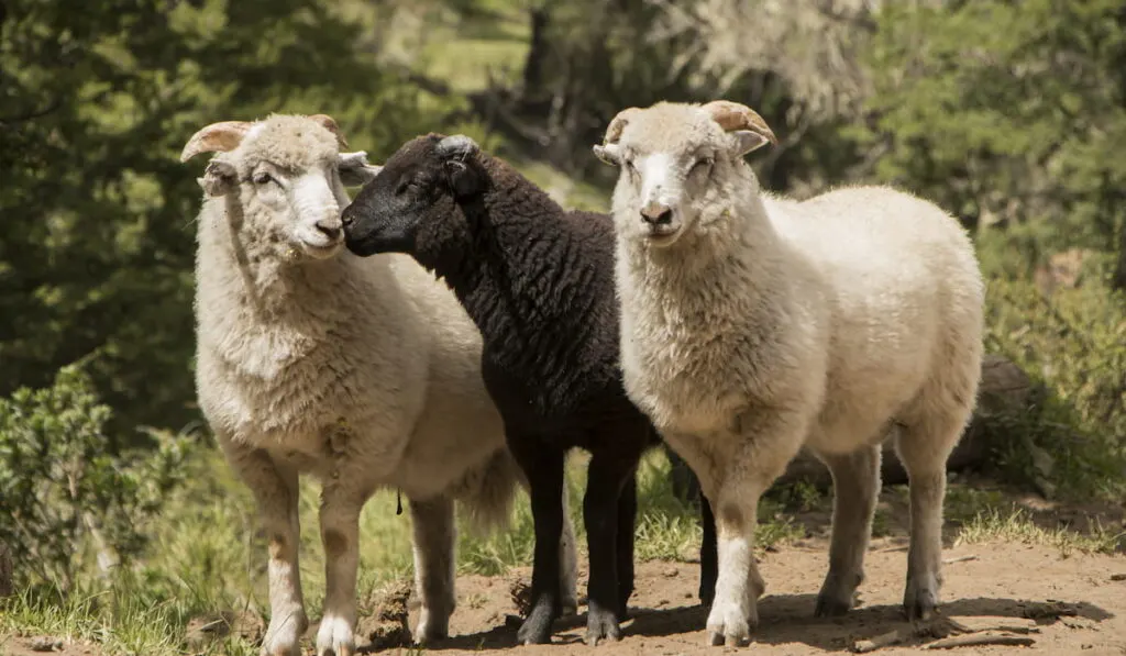 three wild sheep outside