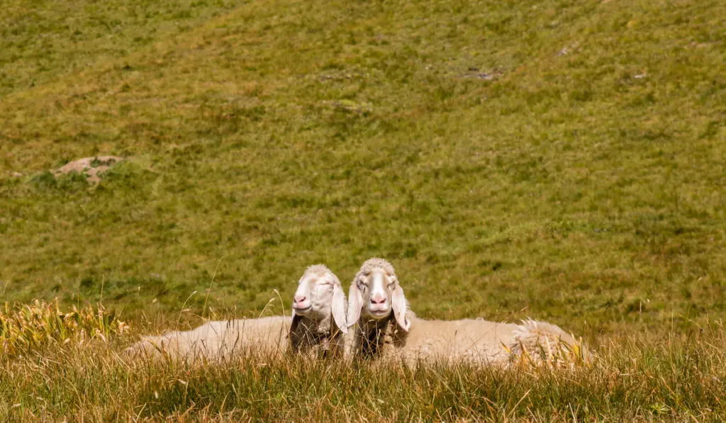 two bergamasca sheep 