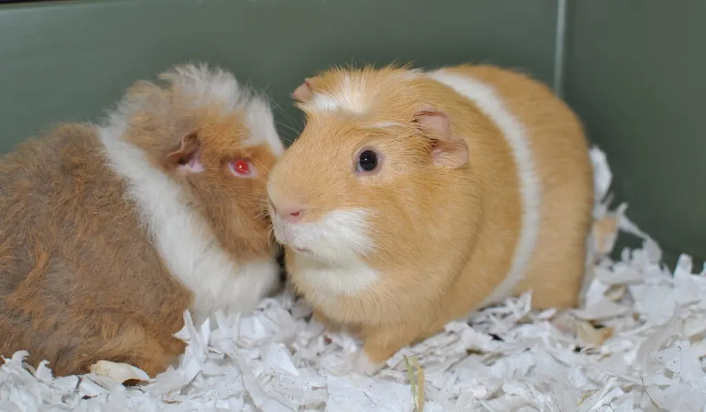 white- crested guinea pig 